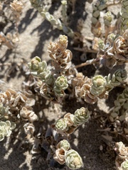 Atriplex leucophylla