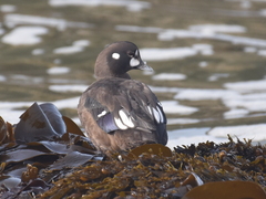 Histrionicus histrionicus