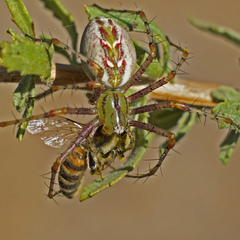Peucetia viridans