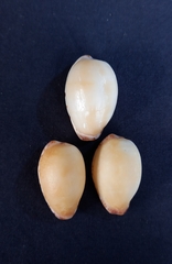 Notocypraea comptonii