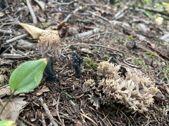 Clavulina coralloides