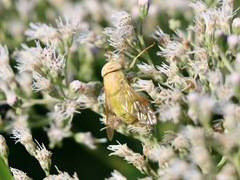 Chlorotabanus crepuscularis