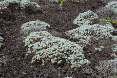 Crossostephium chinense