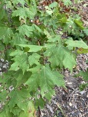 Acer floridanum