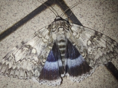 Catocala fraxini