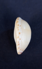 Notocypraea comptonii