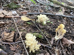Clavulina coralloides