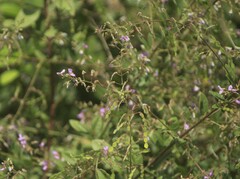Desmodium paniculatum