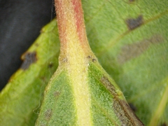 Salix × fragilis