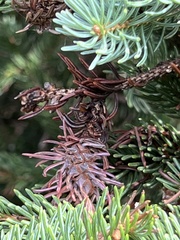 Adelges abietis