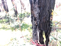 Eucalyptus pilularis