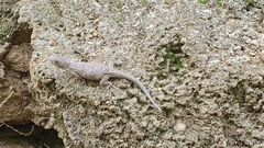 Urosaurus bicarinatus