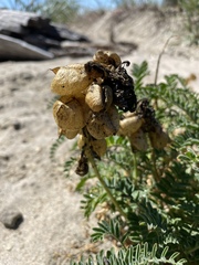 Astragalus nuttallii