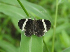 Trichodezia albovittata