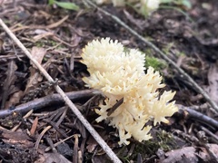 Clavulina coralloides