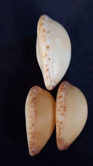 Notocypraea comptonii