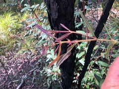 Eucalyptus pilularis