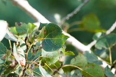 Populus tremuloides
