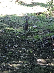 Gorsachius melanolophus