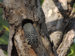 Melanerpes rubricapillus