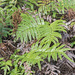 Parablechnum novae-zelandiae x procerum - Photo (c) Jeremy Rolfe, some rights reserved (CC BY), uploaded by Jeremy Rolfe