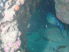 Meuschenia hippocrepis