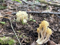 Clavulina coralloides
