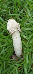 Phallus hadriani