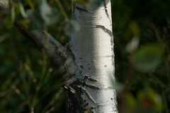 Populus tremuloides