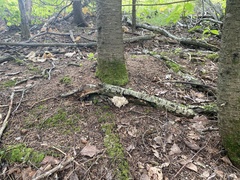 Clavulina coralloides