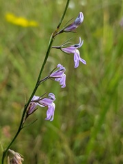 Lobelia canbyi