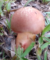 Baorangia bicolor