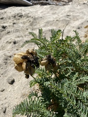 Astragalus nuttallii