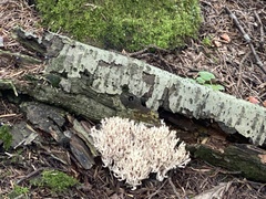 Clavulina coralloides