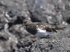 Arenaria melanocephala