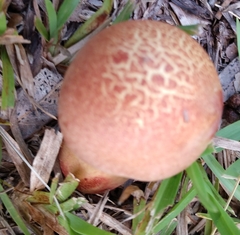 Baorangia bicolor