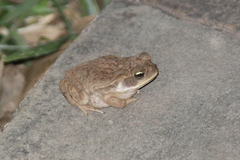 Rhinella diptycha