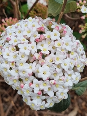 Viburnum carlcephalum