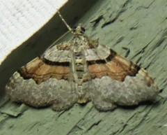 Xanthorhoe labradorensis