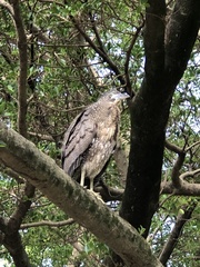 Gorsachius melanolophus