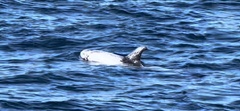 Grampus griseus