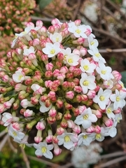 Viburnum carlcephalum