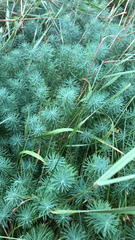Euphorbia cyparissias