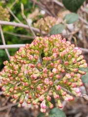 Viburnum carlcephalum
