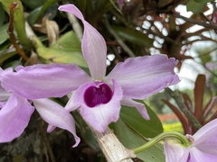 Dendrobium anosmum