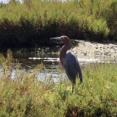 Egretta rufescens