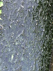 Egeria densa
