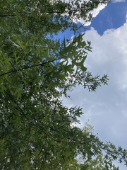Quercus palustris