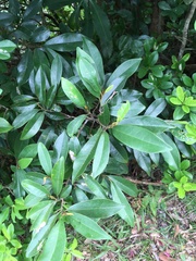 Magnolia compressa