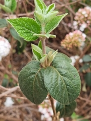 Viburnum carlcephalum